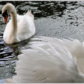 Labut velka / Mute swan
