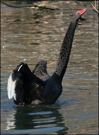 Labu&#357; &#269;ern? / Black Swan