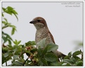 Tuhyk obecny / Red-backed Shrike
