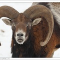 Muflon / Mouflon