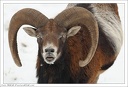Muflon / Mouflon