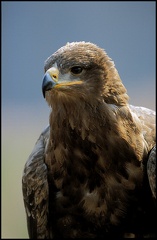 Orel stepn? / Steppe Eagle
