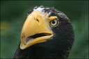 Falconiformes - Dravci