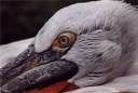 Pelikán kaderavy / Dalmatian Pelican
