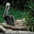 Pelikán hnedý / Brown Pelican