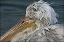 Pelikán kaderavy / Dalmatian Pelican