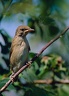 Penice slavikova / Garden Warbler