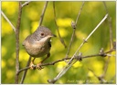 Penice vousata / Subalpine Warbler