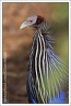 Perlicka supi / Vulturine Guineafowl