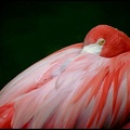 Plame&#328;?ci / Flamingos