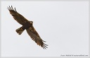 Motak pochop / Western Marsh Harrier