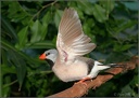 Pasovnik dlouhoocasy / Long-tailed Finch