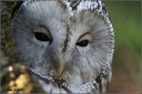 Pu?t?k b&#283;lav? / Ural Owl