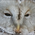 Pu?t?k bělav? / Ural Owl