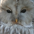 Pu?t?k b&#283;lav? / Ural Owl