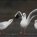 Racek chechtavý / Black-headed Gull