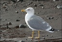 Racek b&#283;lohlav? (st&#345;edomo&#345;sk?) atlantsk? / Atlantic Yellow-legged Gull