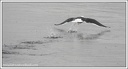 Racek morsky / Great Black-backed Gull