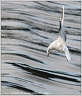 Racek chechtavy / Black-headed Gull