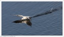 Racek chechtavy / Black-headed Gull