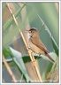 Rakosnik obecný / Reed Warbler