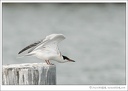 Common Tern / Ryb?k obecn?