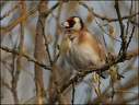 Stehlik obecny / Goldfinch