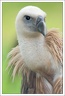 Sup belohlavy / Griffon Vulture