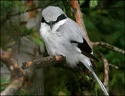Tuhyk sedy / Northern Great Grey Shrike