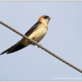 Vlastovka skalni / Red-Rumped Swallow
