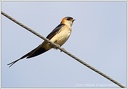 Vlastovka skalni / Red-Rumped Swallow