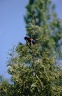 Vlhovec cervenokridly / Red-winged Blackbird