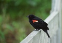 Vlhovec cervenokridly / Red-winged Blackbird