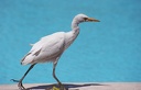 Volavka rusohlavá / Cattle Egret
