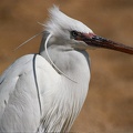 Volavka západní (útesová) / Western Reef Heron (White phase; Non-breeding - March 2000, Egypt/Hurghada)
