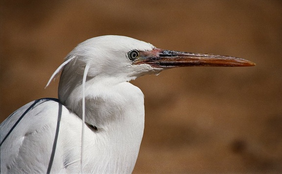 Volavka západní (útesová) / Western Reef Heron (White phase; Non-breeding - March 2000, Egypt/Hurghada)