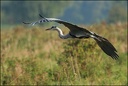 Volavka popelavá / Grey Heron