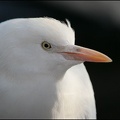 Volavka rusohlavá / Cattle Egret