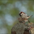 Vrabec domácí / House Sparrow