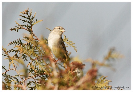 Vrabec domácí / House Sparrow
