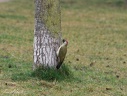 Zluna zelena / European green woodpecker