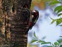Strakapoud velky / Great spotted Woodpecker