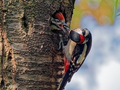 Strakapoud velky / Great spotted Woodpecker