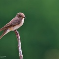 Lejsek sedy / Spotted Flycatcher