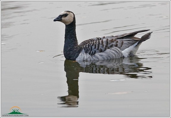 Barnacle Goose / Berneska belolici