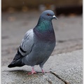 Feral Pigeon / Holub domaci