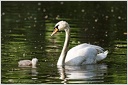 Labut velka / Mute Swan