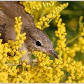 Garden Warbler / Penice slavikova