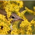 Garden Warbler / Penice slavikova