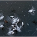 Black-headed Gull / Racek chechtavy - rapid motion